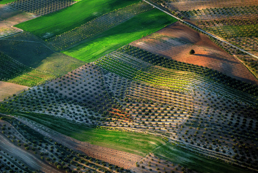 Olives from the air. At sunset Photograph by Guido Montanes Castillo ...