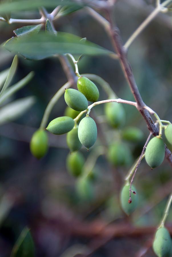 Olives On The Branch Photograph by Spyros Bourboulis