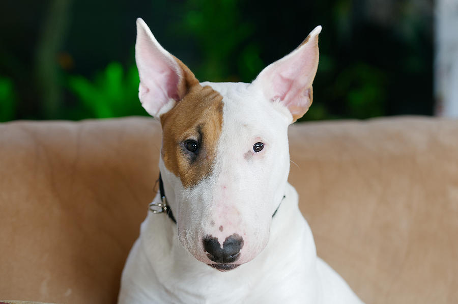 Ollie the Bull Terrier Photograph by Diane Giurco