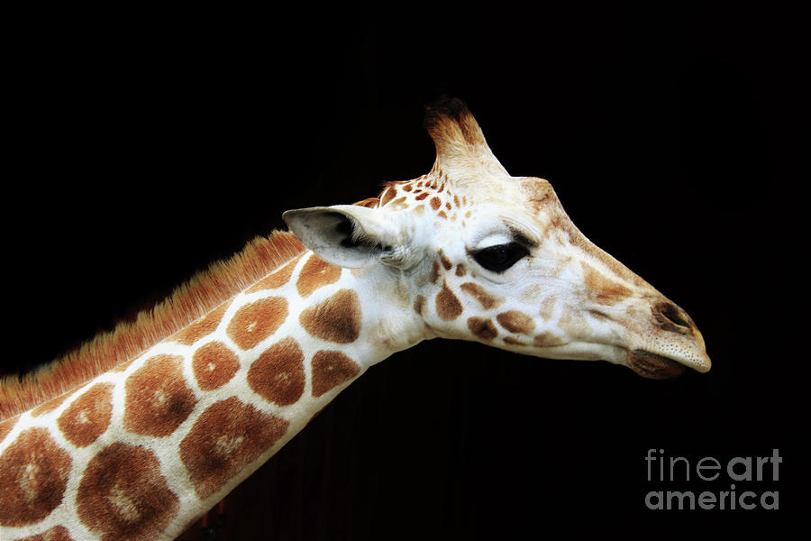 Olllie Giraffe by Karen Silvestri Olllie Giraffe by Karen Silvestri
