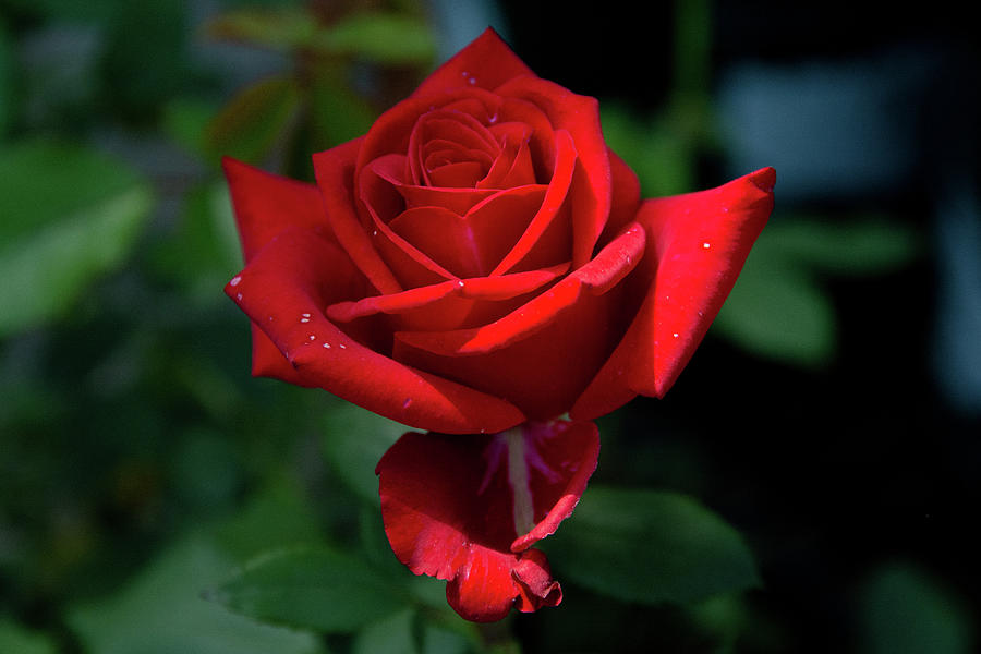 Olympiad Rose-1 by Jennifer Wick Olympiad Rose-1 by Jennifer Wick