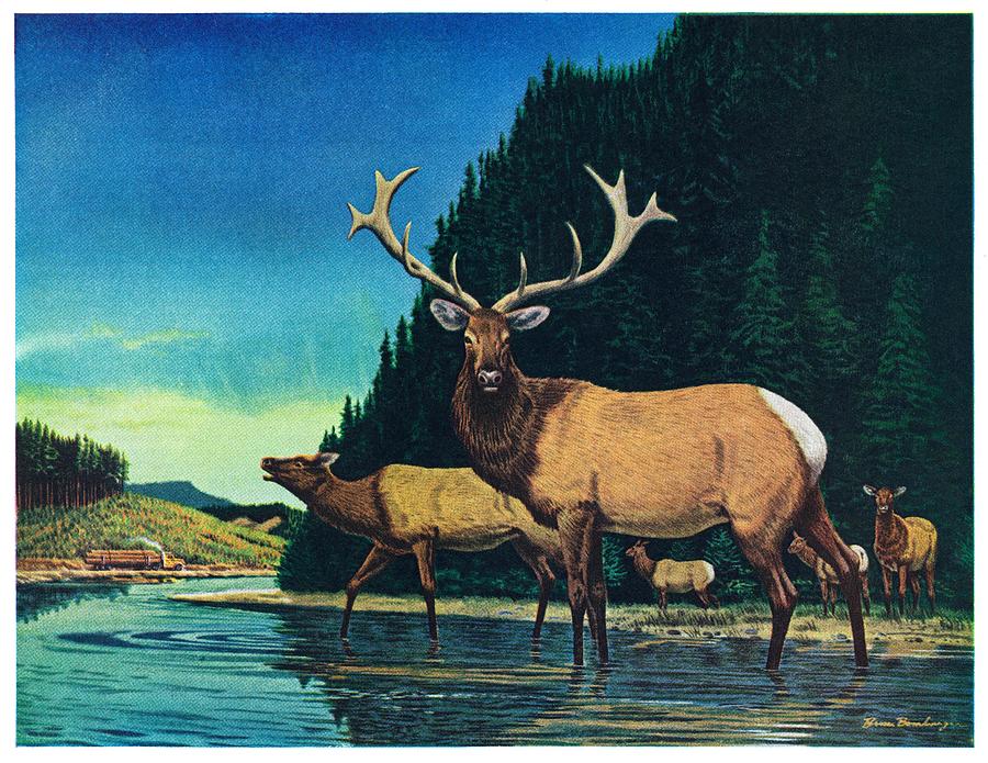 Olympic Elk Drawing by Bruce Bontrager