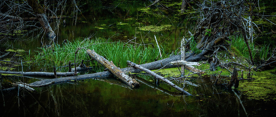 Olympic Forest Swamp 7 Photograph