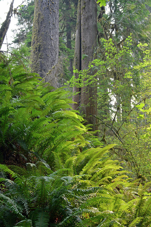 Olympic National Park Ferns Photograph by Bruce Gourley