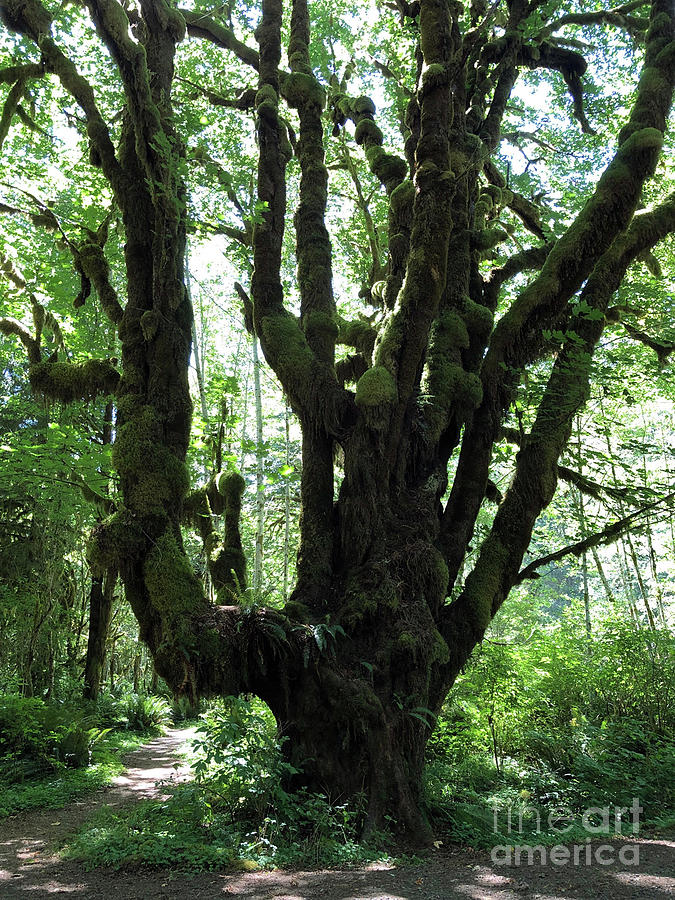 Olympic National Rain Forest III by Molly Williams Olympic National Rain Forest III by Molly Williams