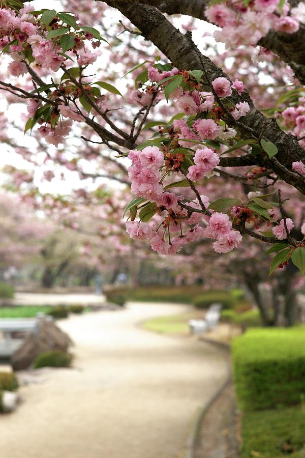 Omura-zakura In Park Photograph by Aimoemi