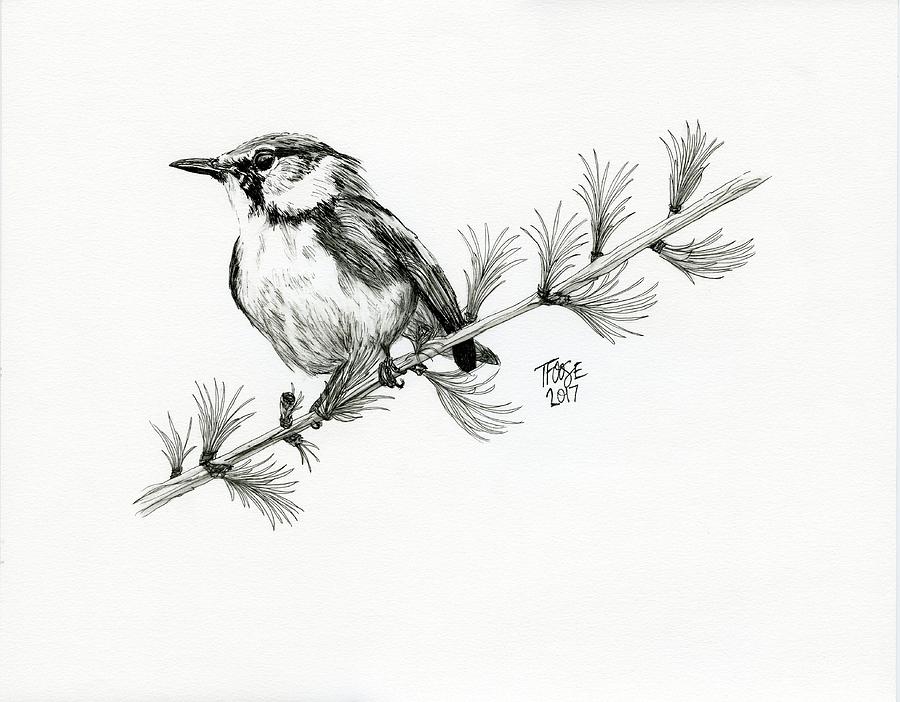 Warbler On A Pine Drawing By Taphath Foose - Fine Art America