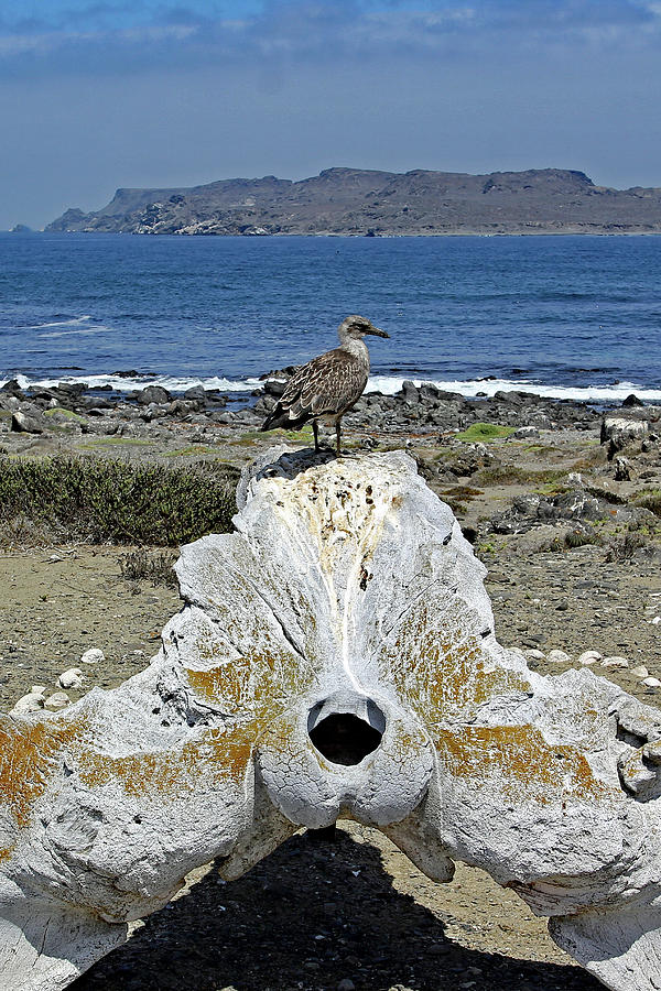 On A Whale Bone Photograph by Jennifer Robin