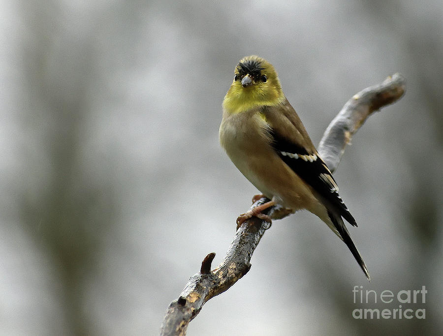 On A Winters Day - American Goldfinch Photograph