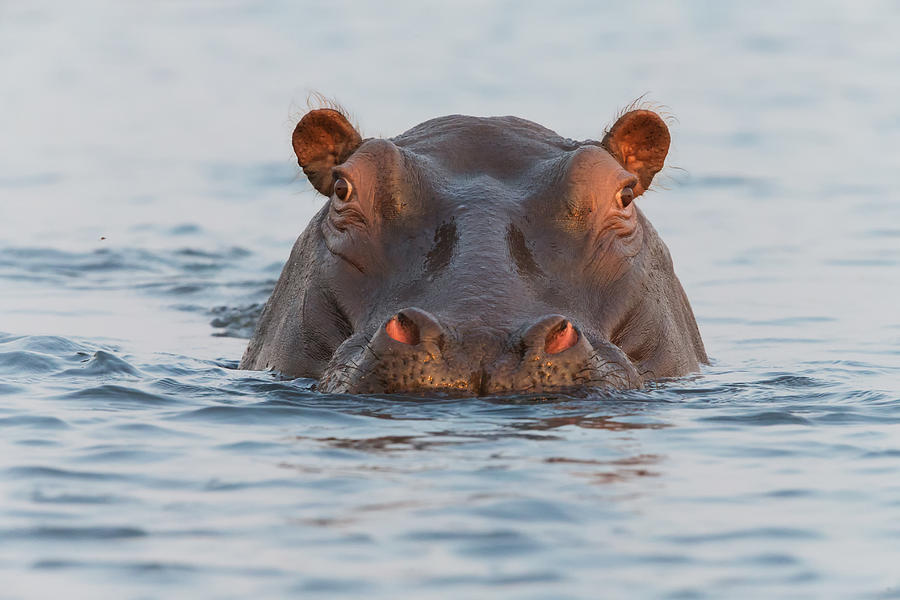 Hippopotamus Photograph - On Chobe River by Cheng Chang