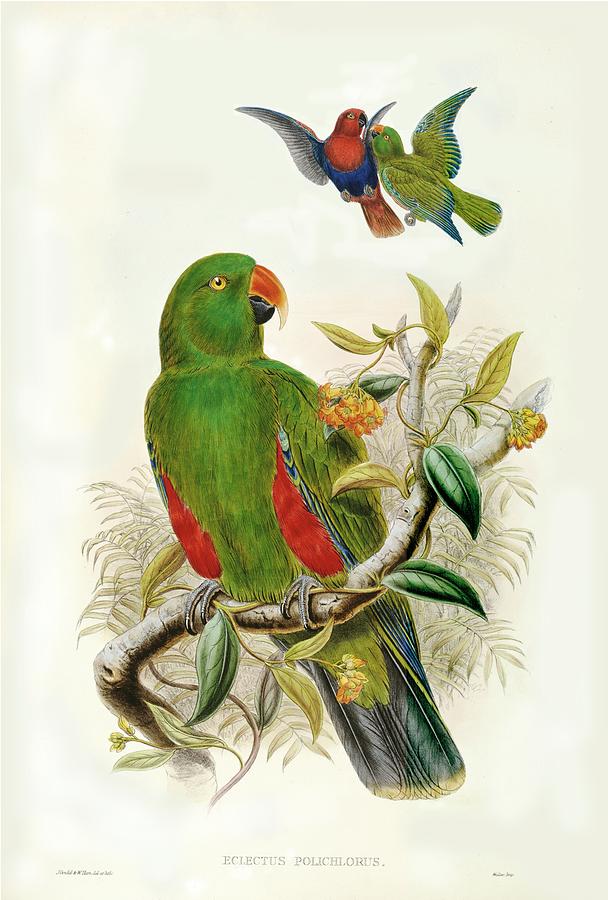 Parrot Painting - On Fap Gould Parrots I by John Gould