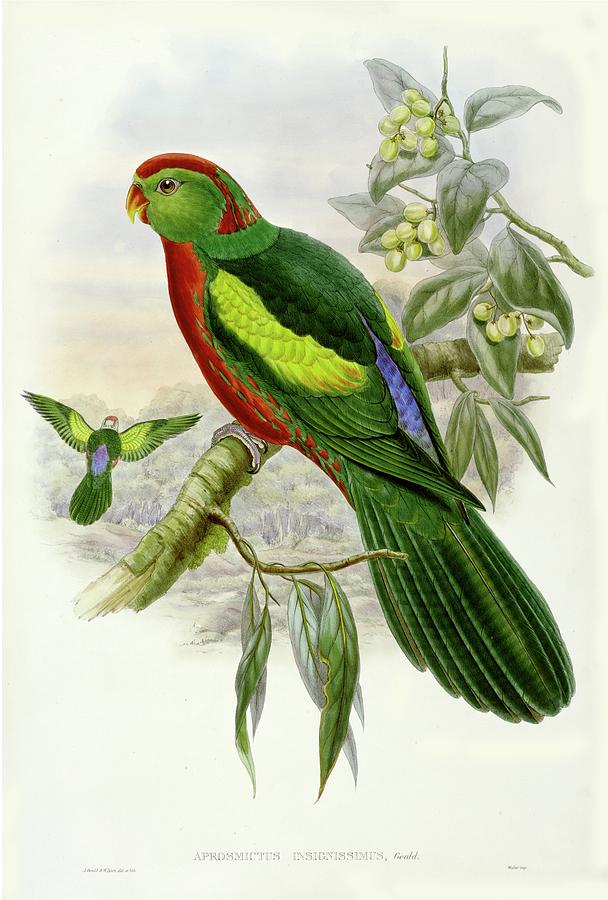 Parrot Painting - On Fap Gould Parrots II by John Gould