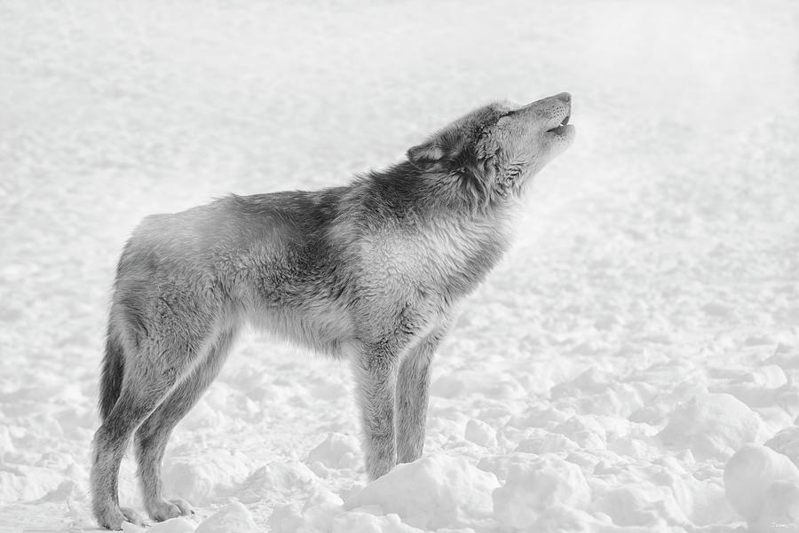 Wolves Photograph - On Frozen Ground 2 by Gordon Semmens