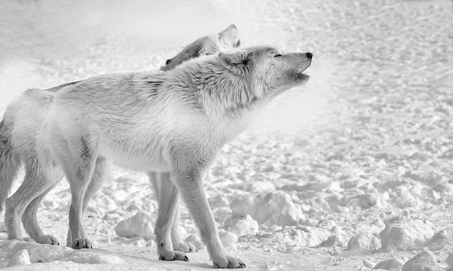Wolves Photograph - On Frozen Grounds by Gordon Semmens