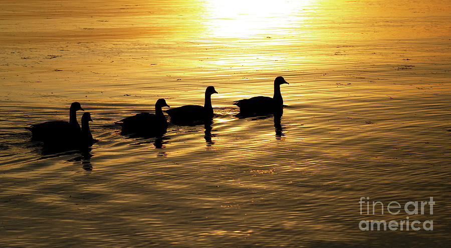 On Golden Pond Photograph by Bob Christopher