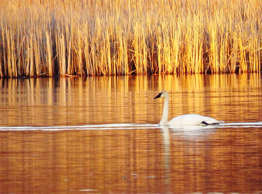 On Golden Pond  Photograph by Lori Frisch