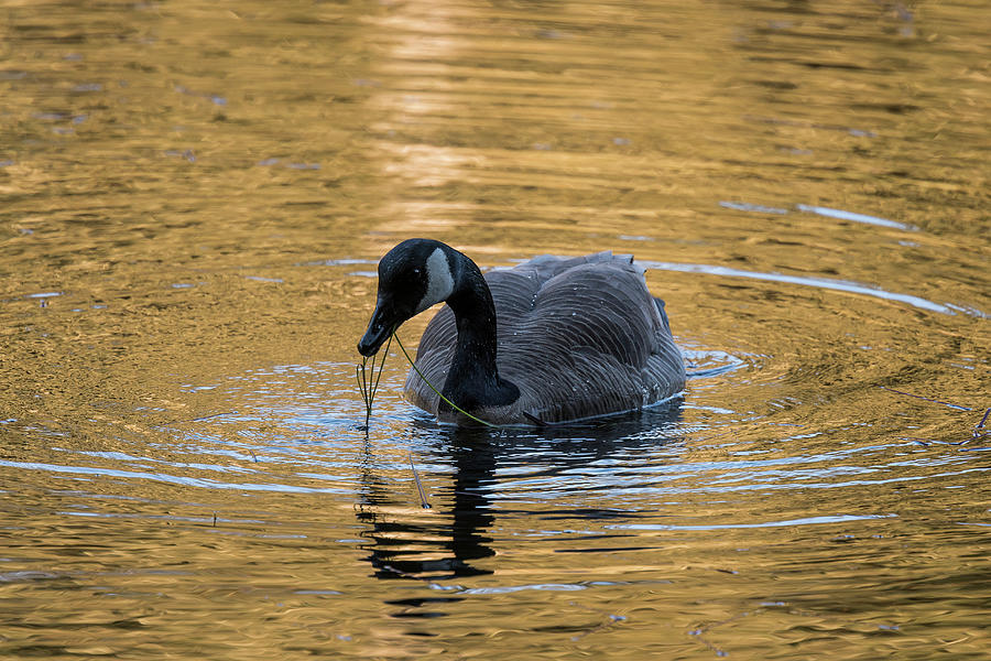 On Golden Pond Photograph by Robert Potts
