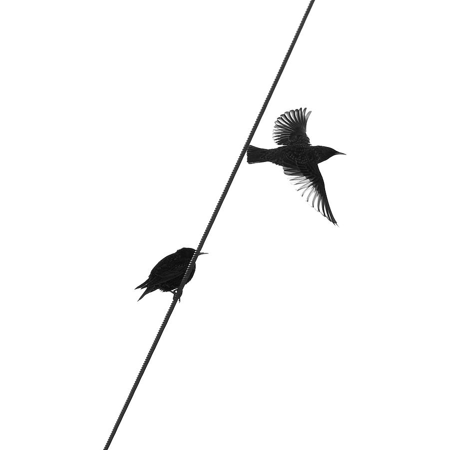 On Off Wire. European starling bw Photograph by Jouko Lehto