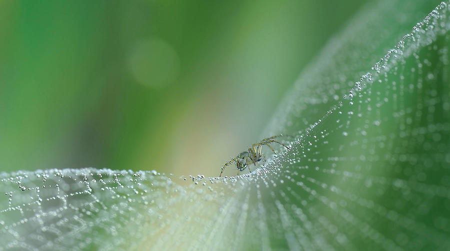 Spider Photograph - On Pearls Of Diamonds... by Thierry Dufour