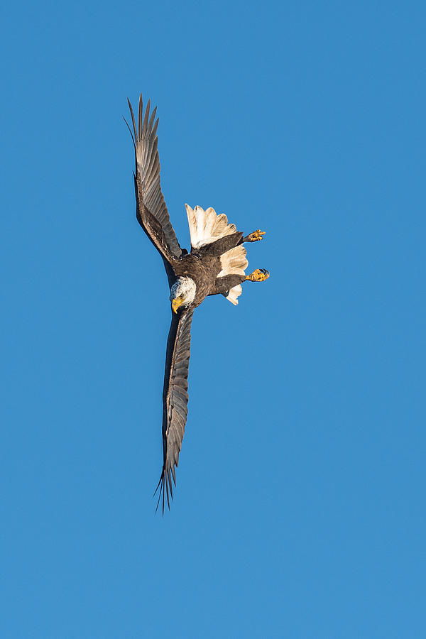 Bald Eagle Photograph - On Target by C. Mei