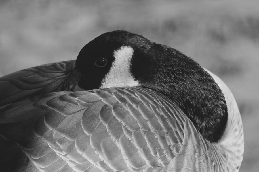 Goose Photograph - On The Bank Of The Avon B n W by Richard Andrews