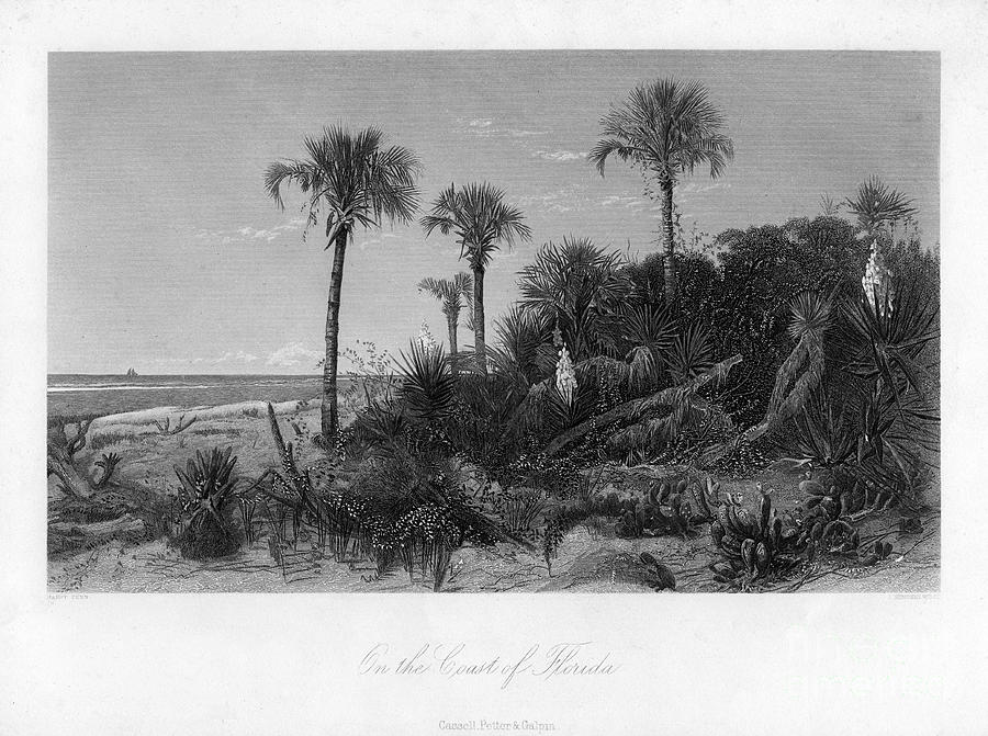 On The Coast Of Florida. Artist R Drawing by Print Collector