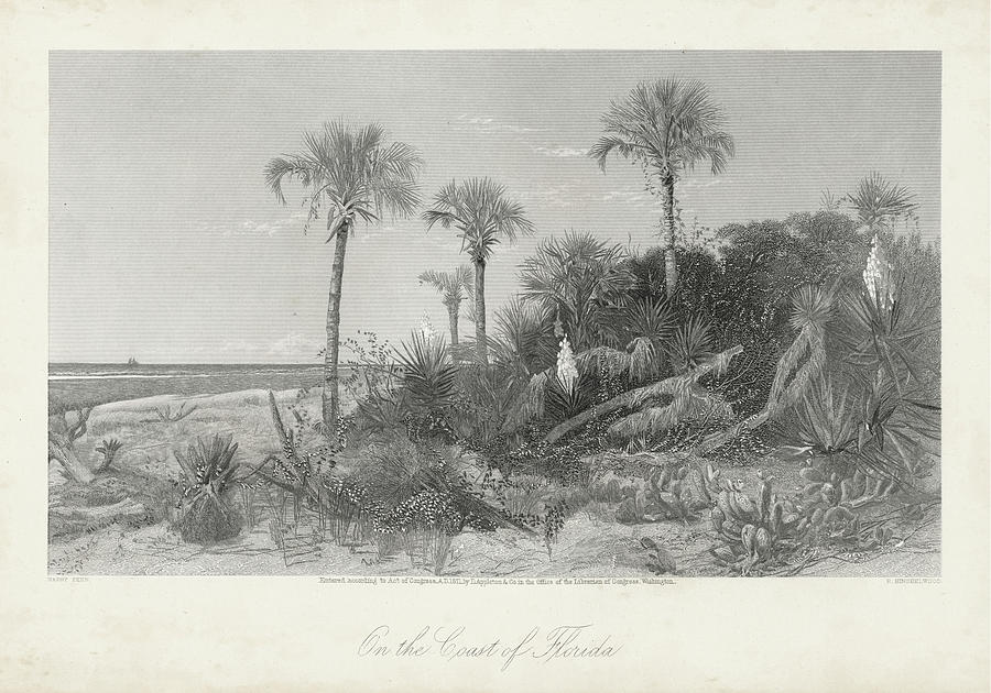 On The Coast Of Florida Painting by William Cullen Bryant - Fine Art ...