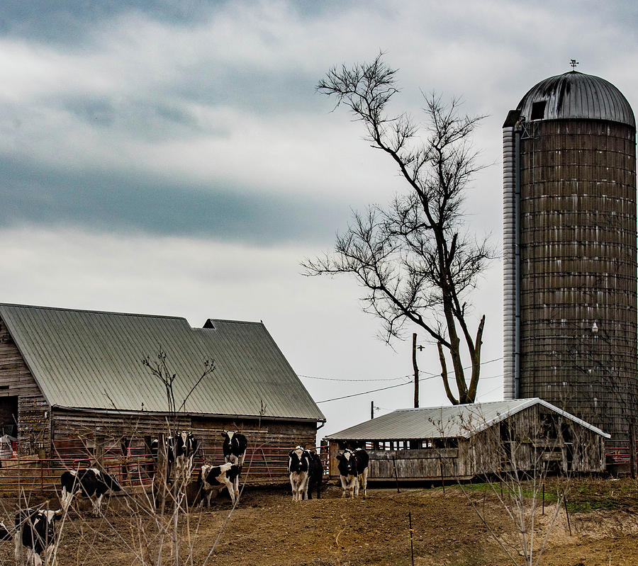 On the Farm Photograph by Wendy Carrington