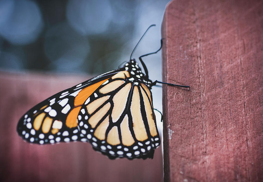 Monarch Butterfly On The Fence Photograph by Keith Smith - Fine Art America