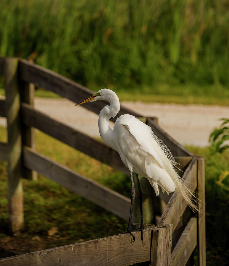 On the Fence by Kevin Banker On the Fence by Kevin Banker