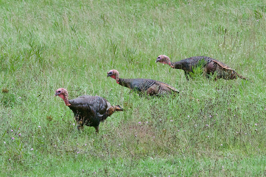 Turkey Photograph - On The Hunt 7751 by Michael Peychich