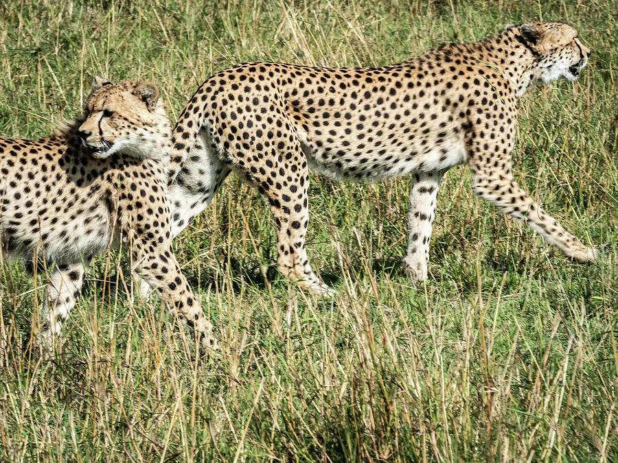 On The Hunt by Robin Zygelman On The Hunt by Robin Zygelman