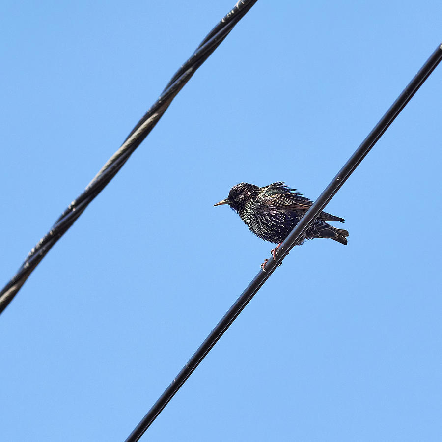On the line. European starling Photograph by Jouko Lehto