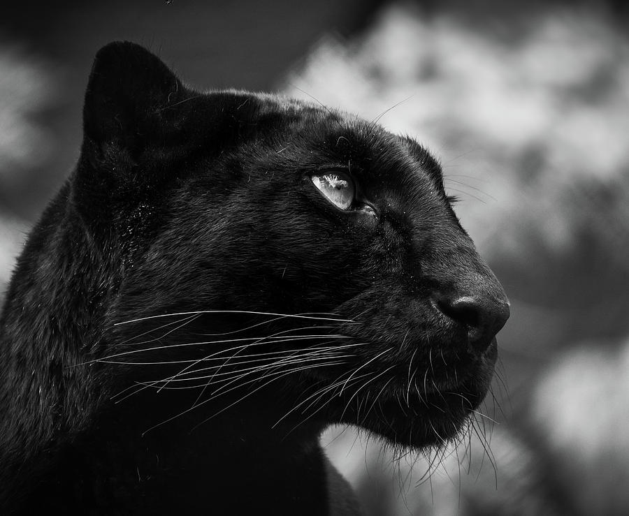 Wildlife Photograph - On the look out by RT Photography Wildlife Photograph - On the look out by RT Photography