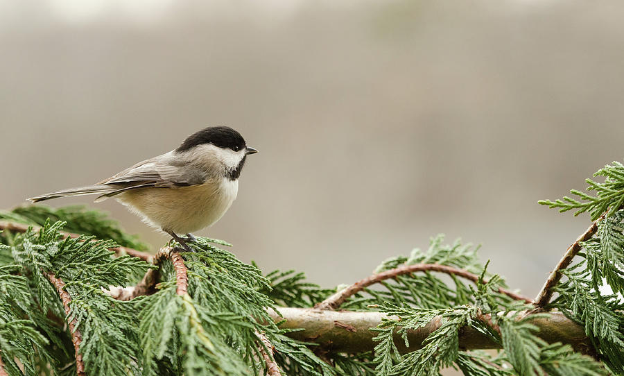 Chickadee Photograph - On the Lookout by Donna Collins