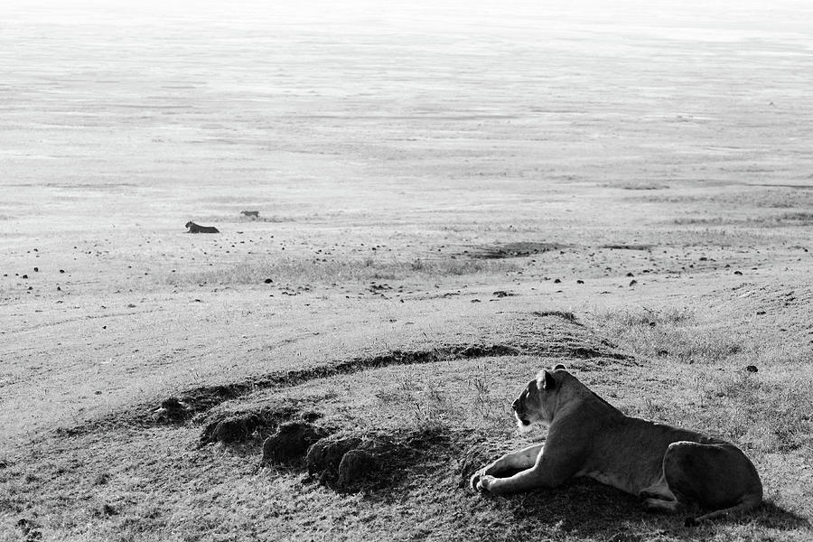 Lion Photograph - On The Morning Prowl by Devesh Mistry