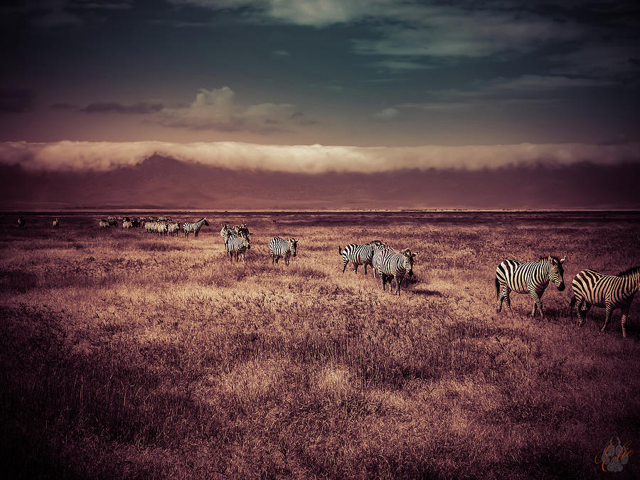 ON THE MOVE by Elie Wolf ON THE MOVE by Elie Wolf