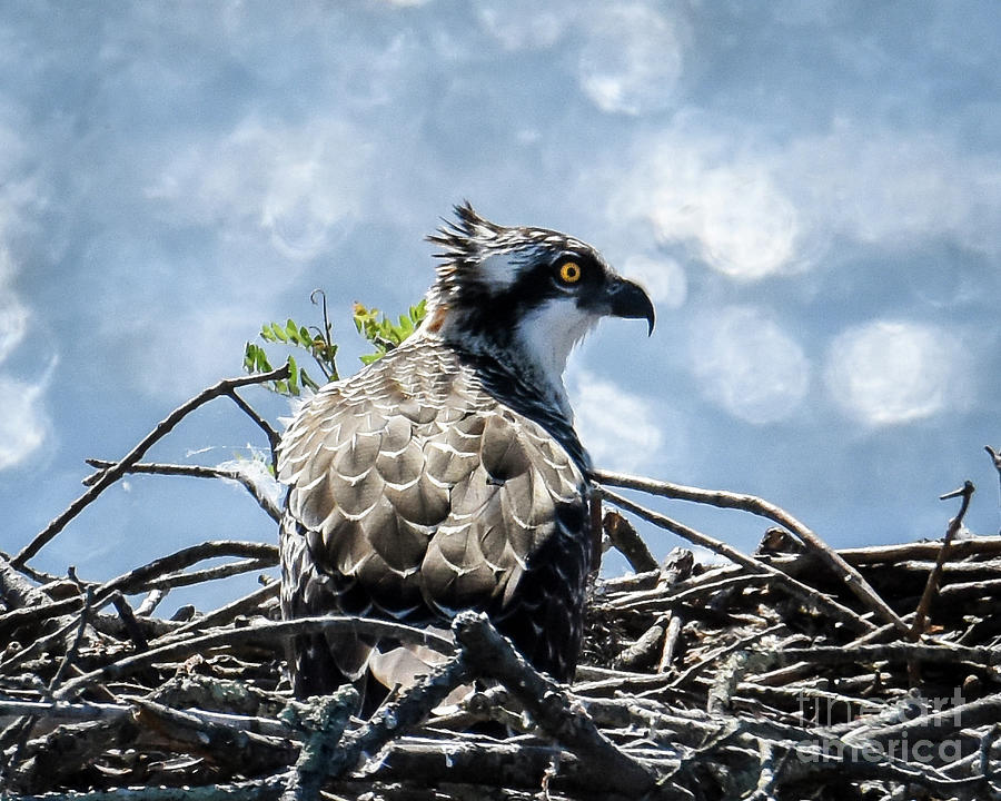 On the Nest Photograph by Amy Porter On the Nest Photograph by Amy Porter