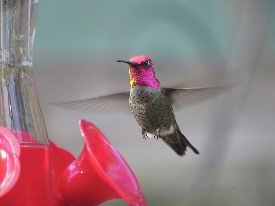On the Prowl - Hummingbird - Avian Art - Photography Photograph by Brooks Garten Hauschild