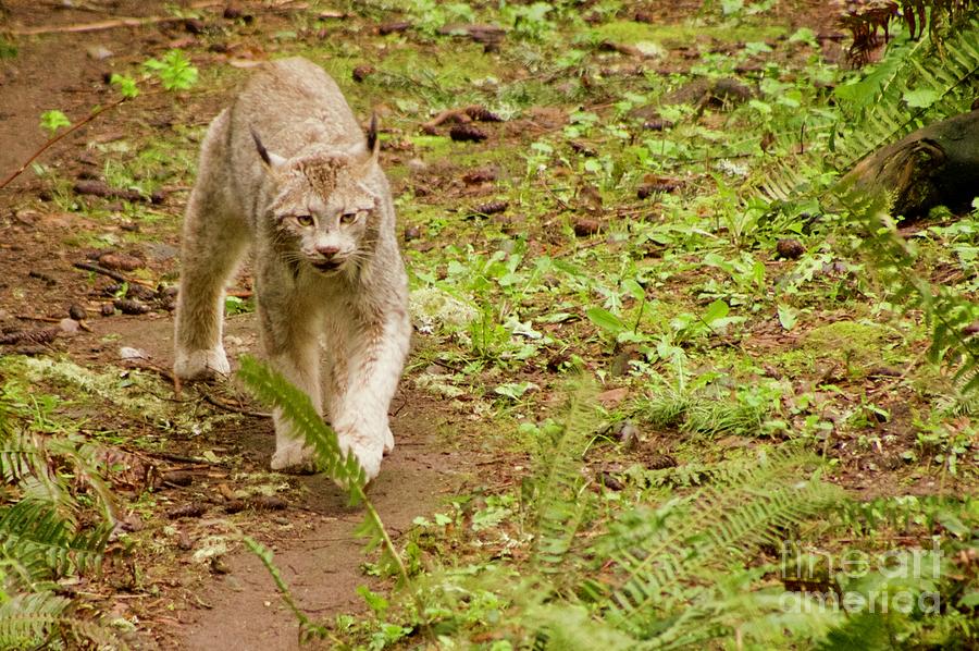 On the Prowl Photograph by Sean Griffin