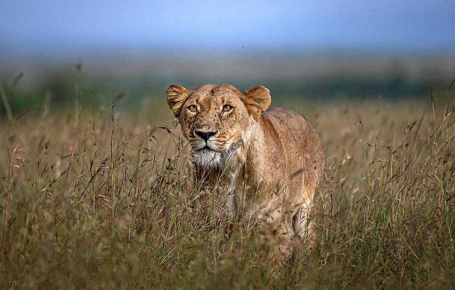 On The Prowl Photograph by Xavier Ortega