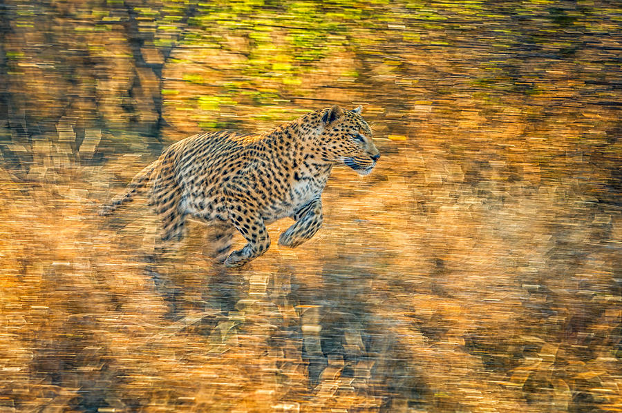 Leopard Photograph - On The Run by Jeffrey C. Sink