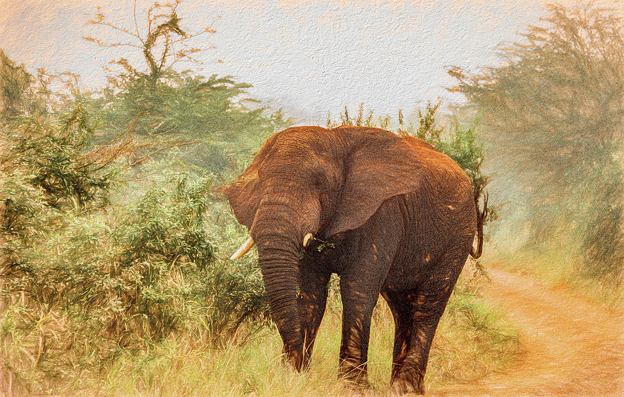 On the Safari Road by Marcy Wielfaert On the Safari Road by Marcy Wielfaert