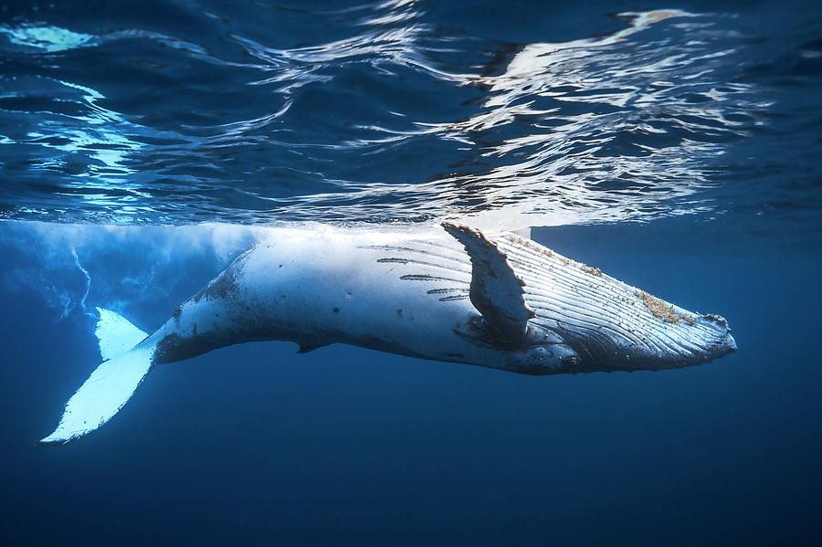 On The Surface Of The Water: A Humpback Whale Photograph by Barathieu Gabriel