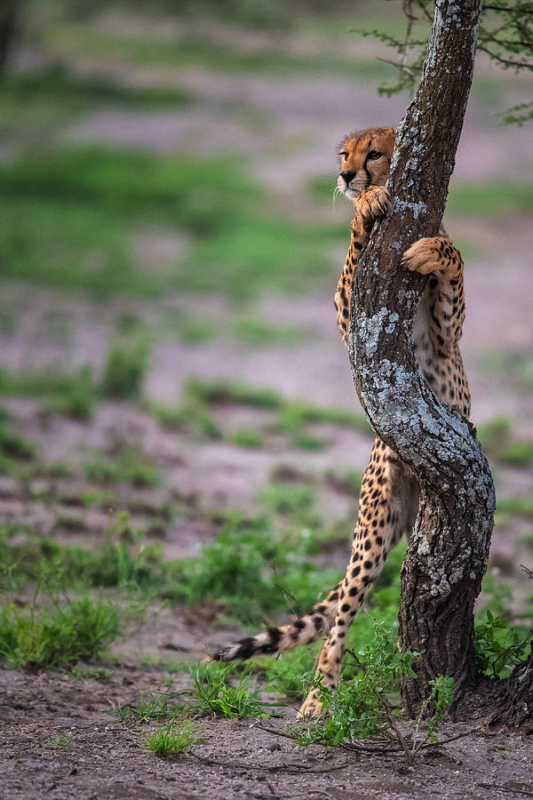 Wildlife Photograph - On The Wait by Mohammed Alnaser