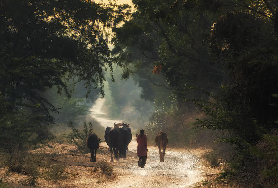 Cow Photograph - On The Way Back by Giuseppe Damico