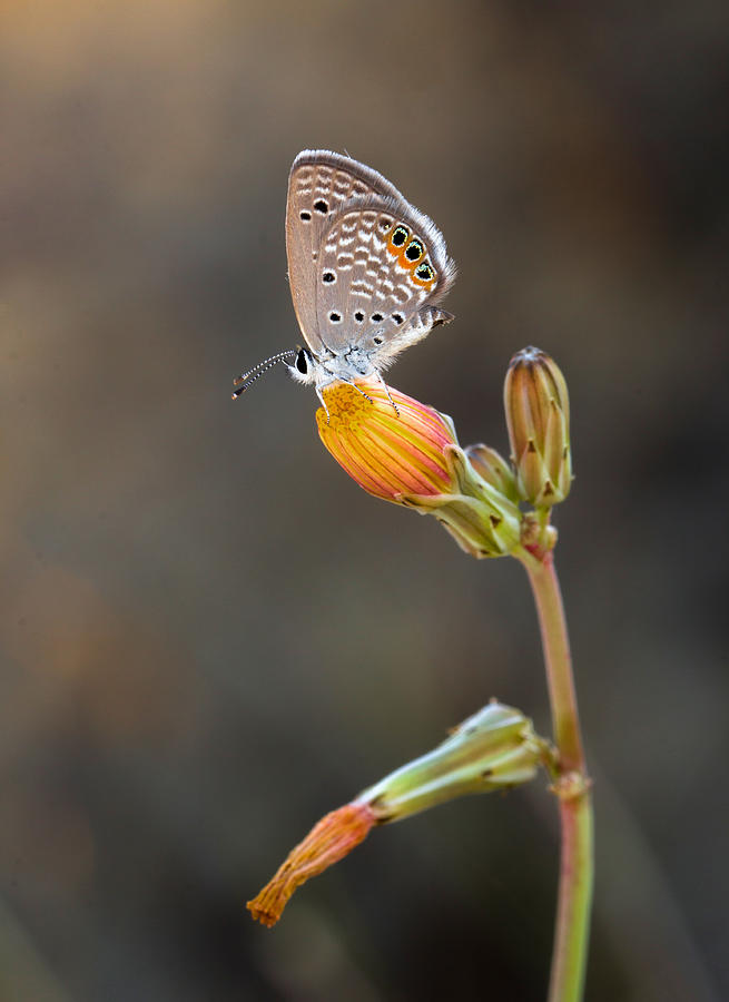 Butterfly Photograph - On The Yellow Flower by Ali Akbar Khandan