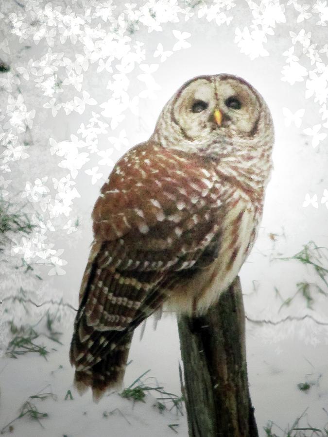 Owl Mixed Media - On This Snowy Day The Barred Owl Perches by Patricia Keller