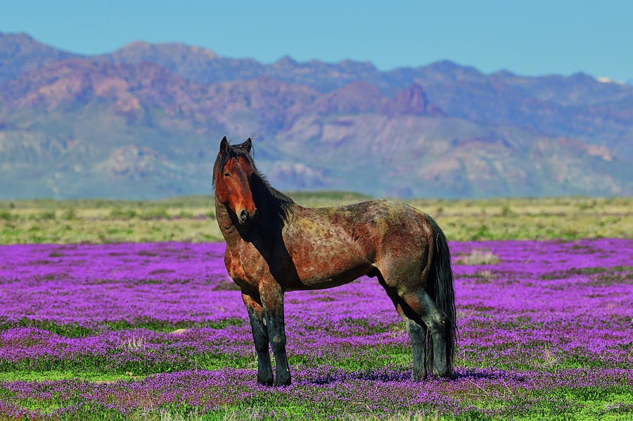 Onaqui Mustang in Purple Mustard Photograph by Greg Norrell