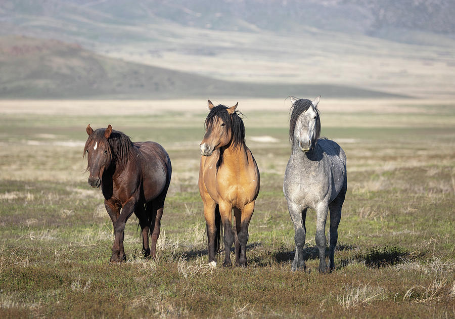 Onaqui Stallions Photograph by Darlene Smith